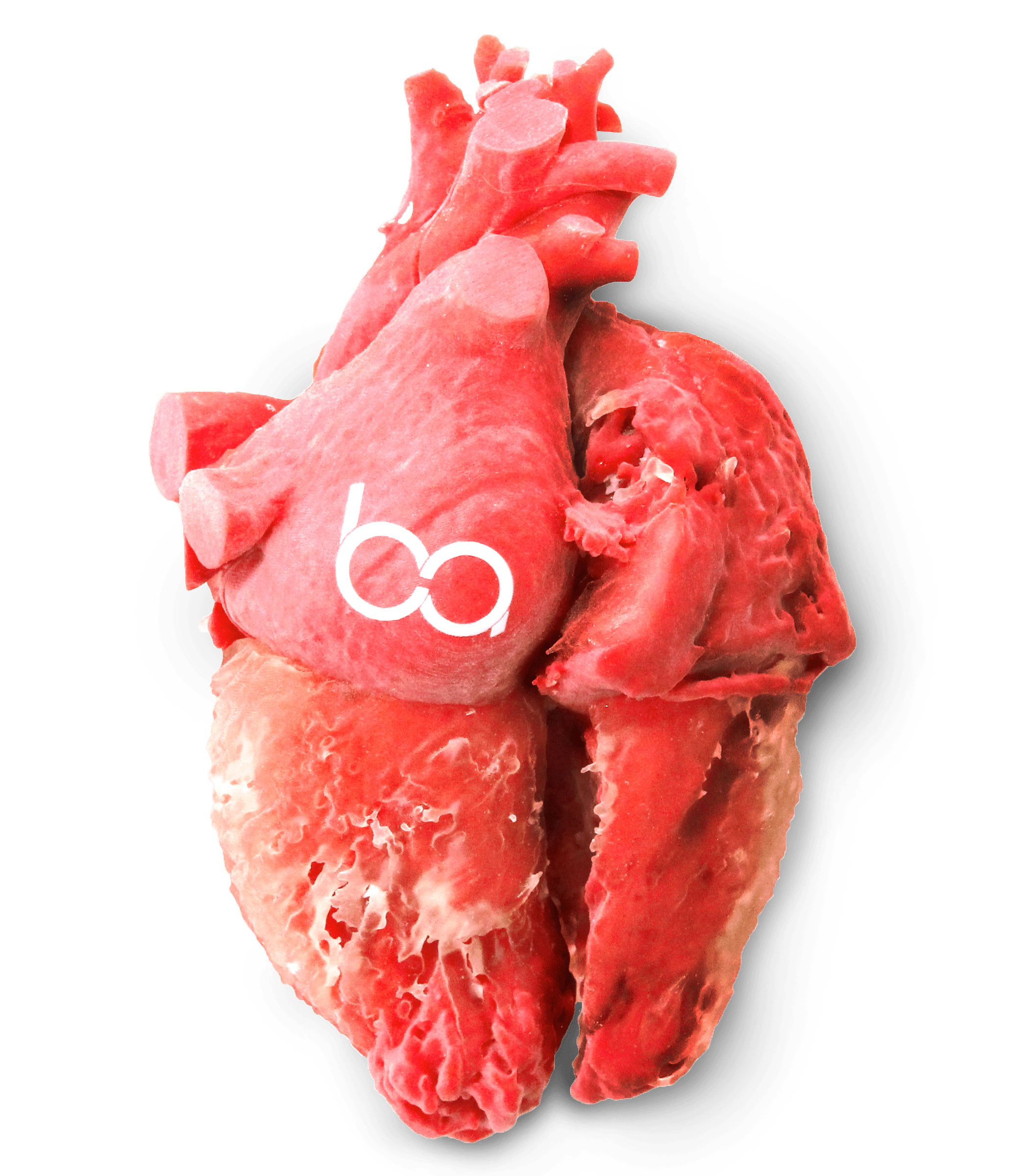 Biomodelo de coração da ba•io