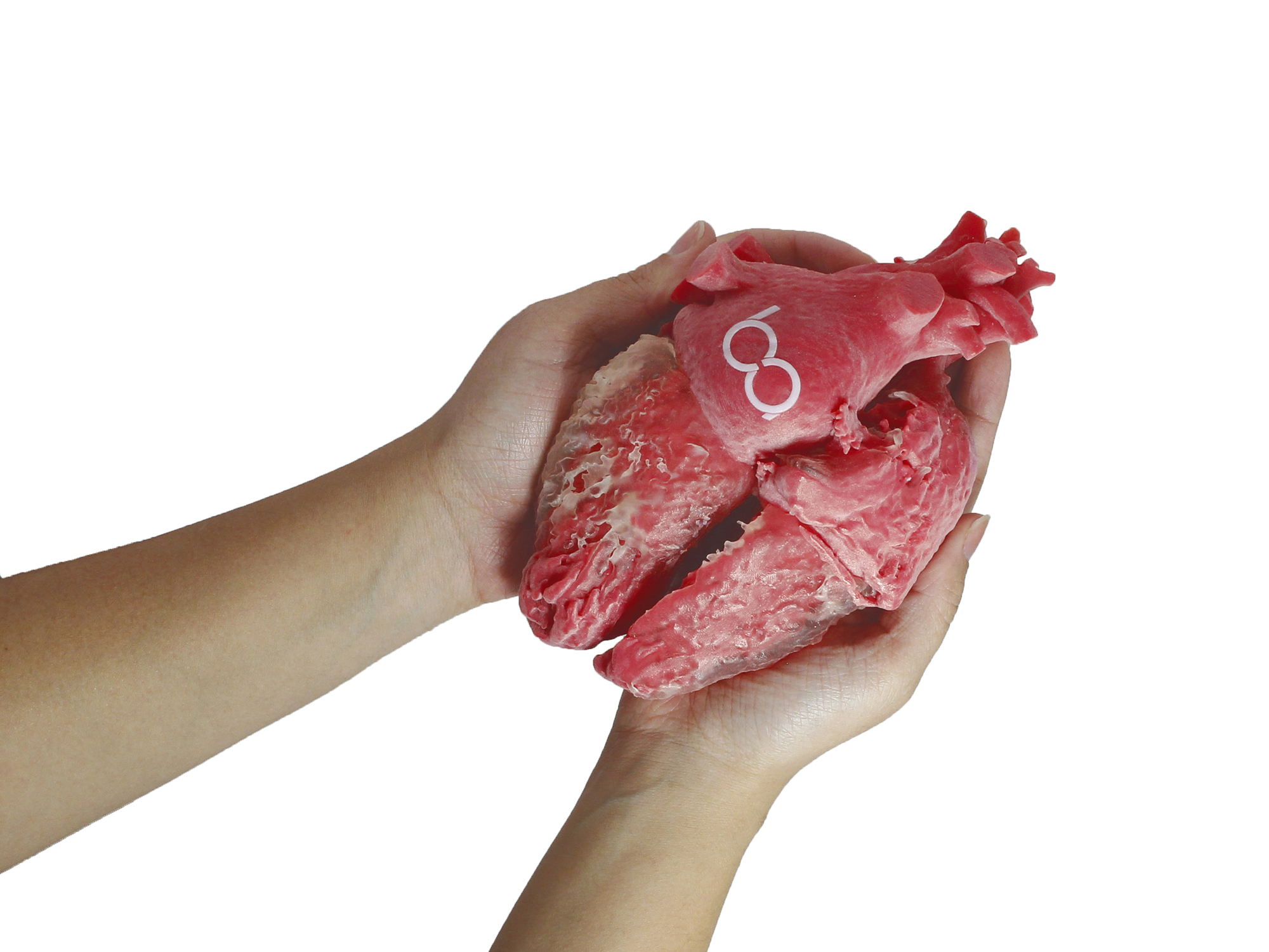 Biomodelo de coração humano da ba•io